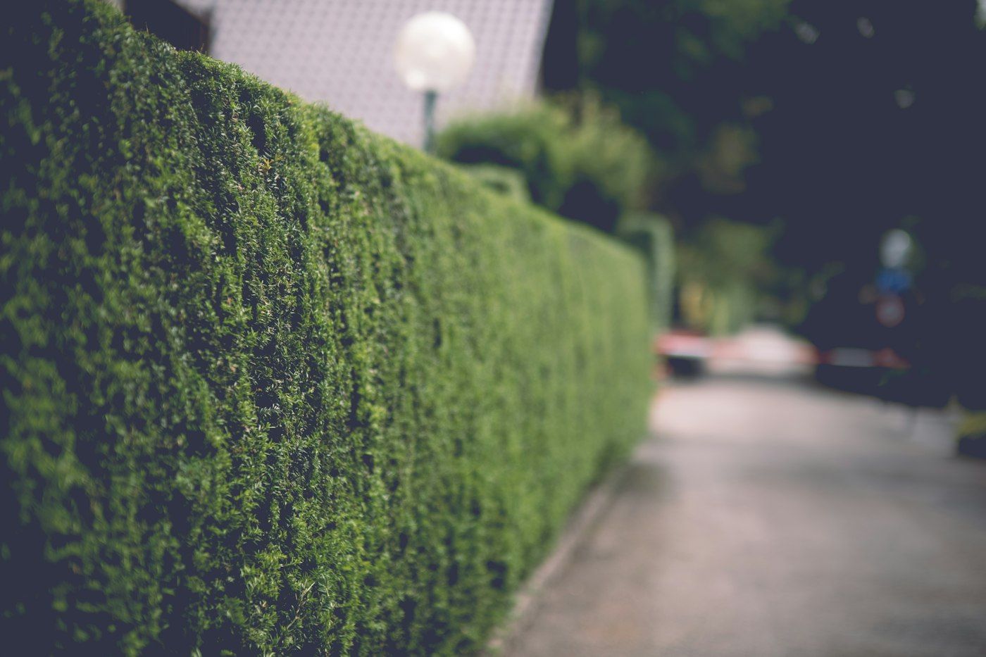 Frisch geschnittene Hecke entlang eines Gehwegs